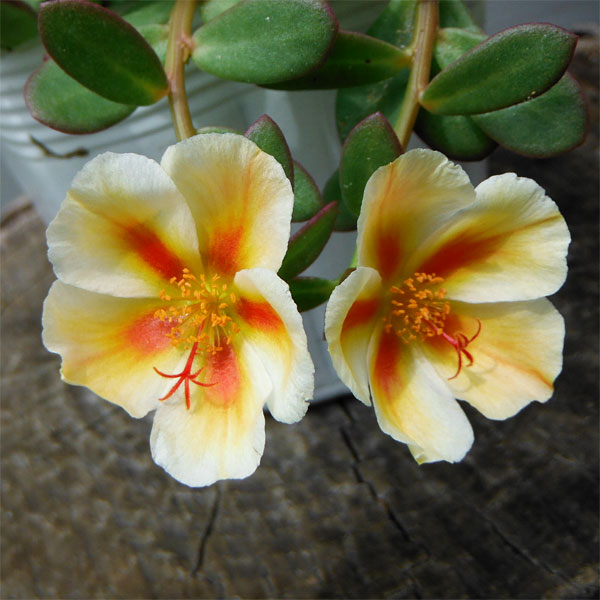 草花の苗/[26年4月上旬予約]ポーチュラカ：フェリーチェ オレンジスター3.5号ポット