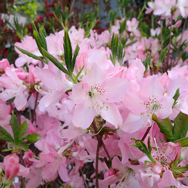 花木 庭木の苗/[25年12月上中旬予約]ツツジ：クロフネツツジ樹高40cm根巻きまたはポット入り