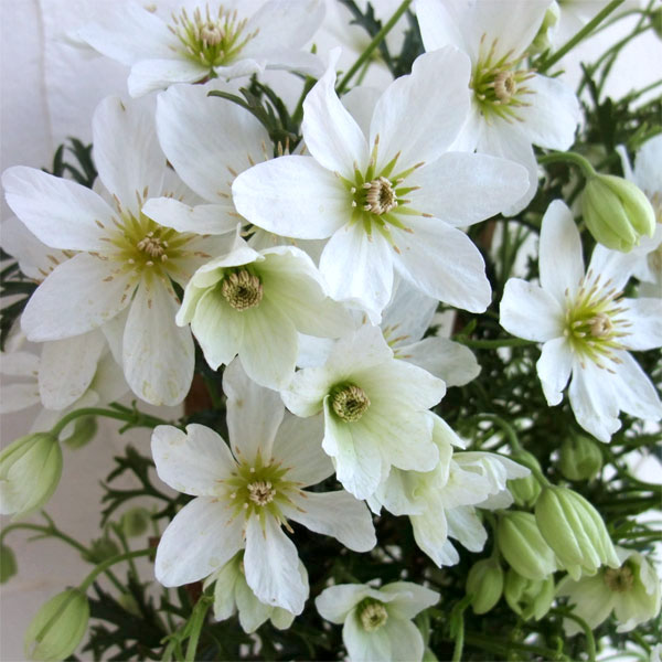 クレマチスの苗/[24年9月中下旬予約]クレマチス：カルトマニージョー4号（2年生）（常緑・フォステリー系）のサムネイル