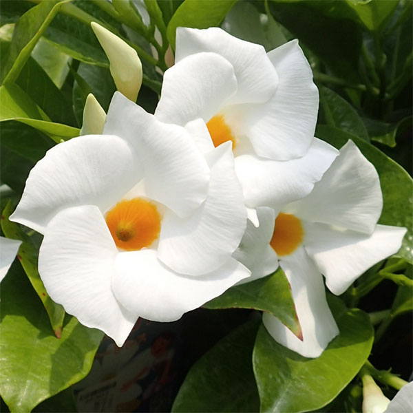 草花の苗/[26年4月下旬予約]マンデビラ：サマードレス3号ポット