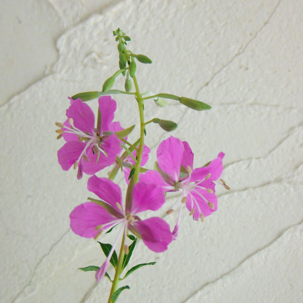 山野草の苗/[26年2月中下旬予約]ヤナギラン（柳蘭）3号ポット