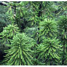 花木 庭木の苗/[26年4月上旬予約]ウォレマイ・パイン（ジュラシックツリー）3号ポット