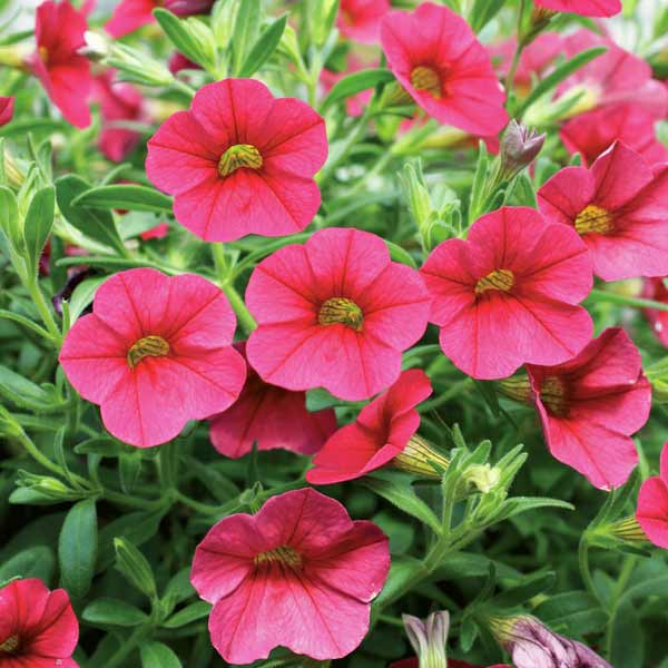 草花の苗/[26年3月中下旬予約]カリブラコア：ミリオンベルチェリーピンク3号ポット (R)