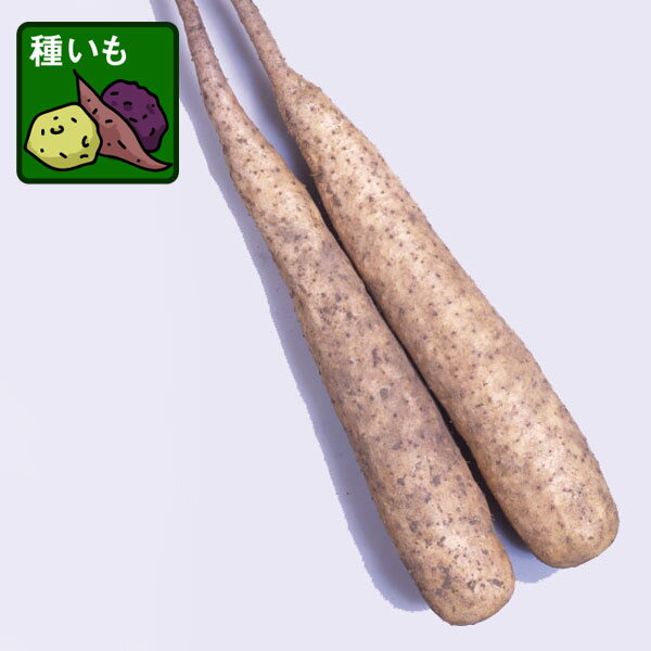 野菜の苗/[26年3月中下旬予約]長芋（ながいも）の種芋：ずんぐり太郎2球入り