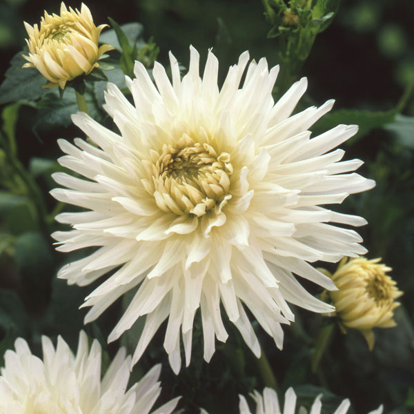 �庬/[26ǯ3���沼��ͽ��]���ꥢ ���������餭����1��