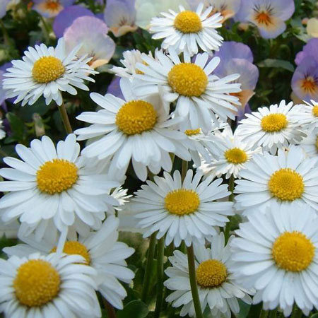 草花の苗/[25年12月上中旬予約]イングリッシュデージー 3-3.5号ポットのサムネイル