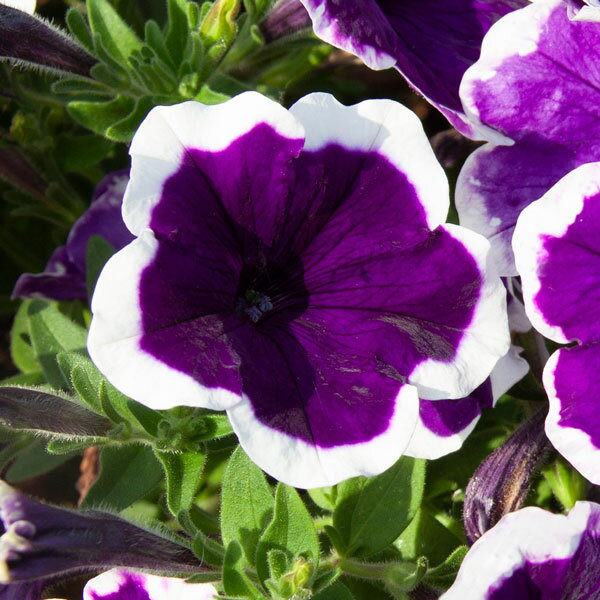 草花の苗/[26年3月中下旬予約]ペチュニア：藍色小町3