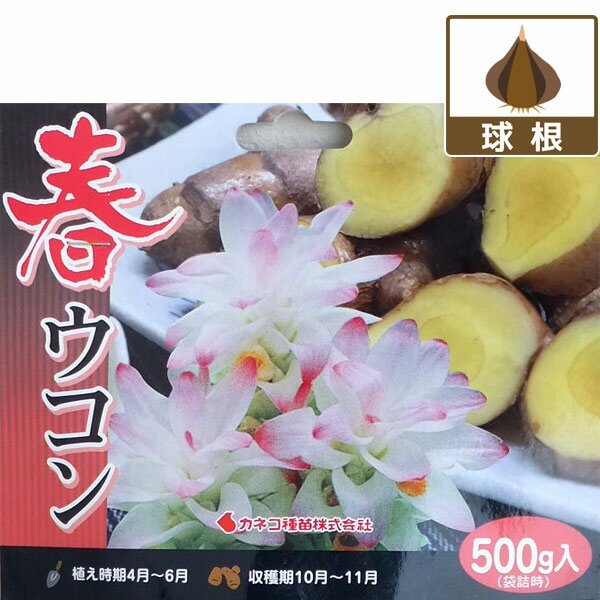 野菜の苗/[26年4月上旬予約]ウコン：春ウコン（キョウオウ）500g入り