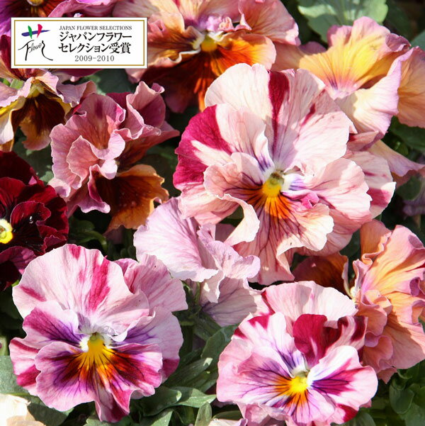 草花の苗/[26年1月中下旬予約]パンジー：ムーランフリルキャンティルージュ3.5号ポット3株セット