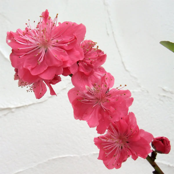 花木 庭木の苗/[25年12月上中旬予約]花桃：相模枝垂れ（サガミシダレ）4～5号ポット