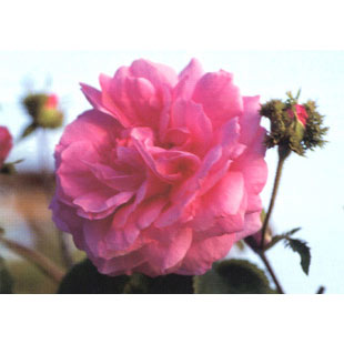 バラの苗/[25年11月中下旬予約...