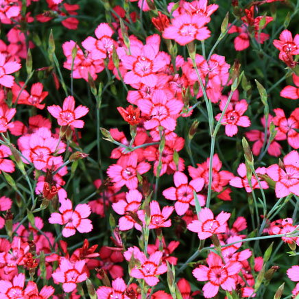 草花の苗/[26年4月上旬予約]ダイアンサス：デルトイデス チェリーレッド3～3.5号ポット