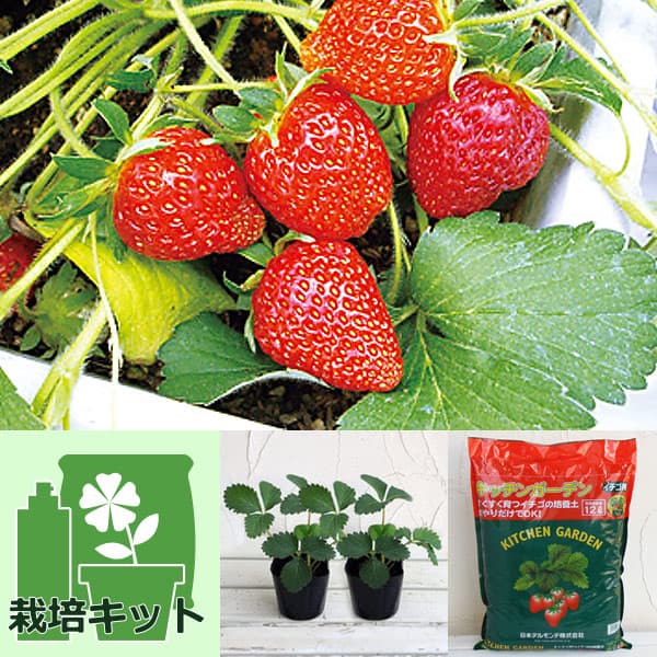 野菜の苗/[26年9月中下旬予約]いちごのかんたん栽培セット（鉢無しでできる）：イチゴ：めちゃウマッ！いちご