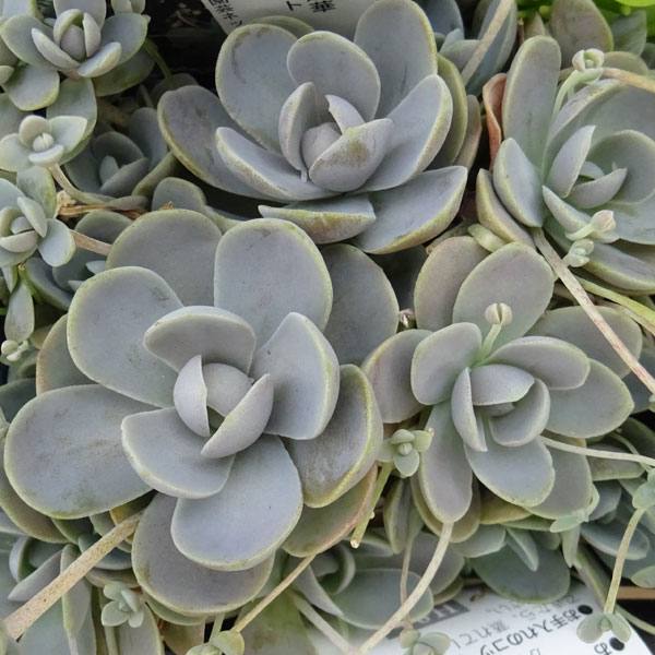 観葉植物/[24年3月中下旬予約]セダム：子持ち蓮華3号ポットのサムネイル