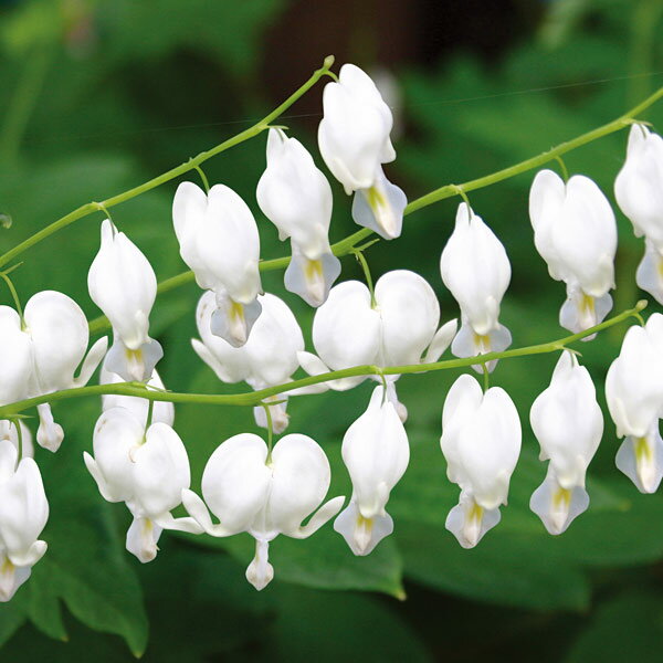 草花の苗/[25年3月中下旬予約]ディセントラ　スペクタビリス：アルバ（白花）3.5号ポットのサムネイル