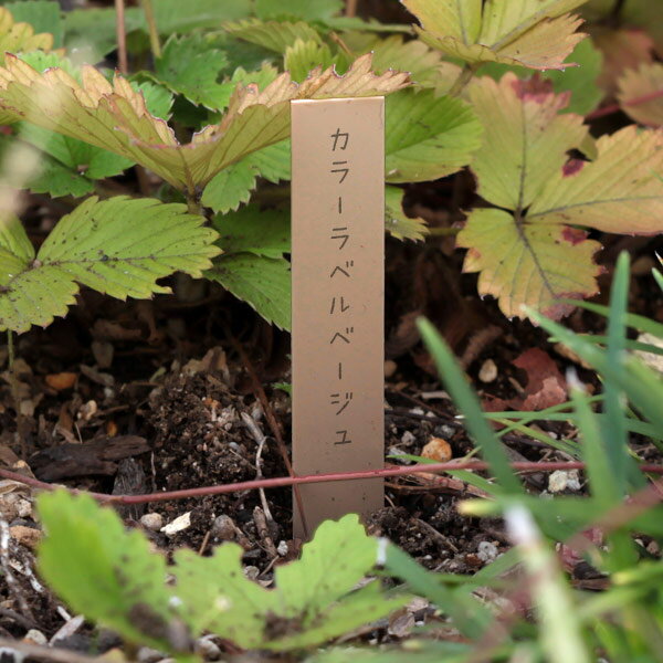 Rakuten - ゴールドカラーラベル ベージュ色1.3cm×9cm 100枚入り