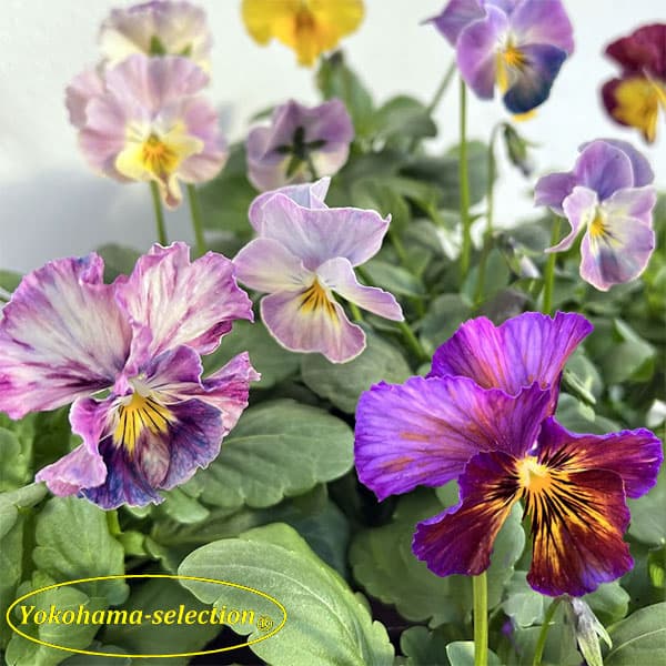 草花の苗/[25年11月中下旬予約]ビオラ：花まつり3号ポットのサムネイル