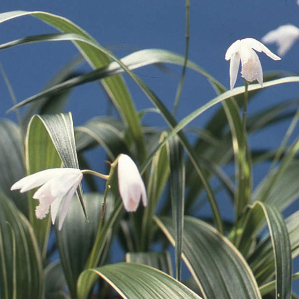 球根/[25年12月上中旬予約]シ...