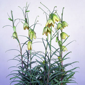 球根/[25年10月中下旬予約]ユリ：バイモユリ（貝母百合）2球入りのサムネイル