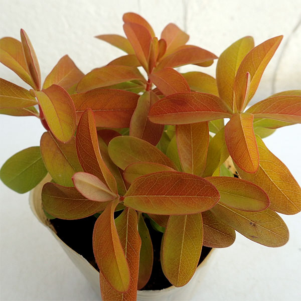 花木 庭木の苗/[26年3月中下旬予約]ヒペリカム：ゴールドフォーム3-3.5号ポット