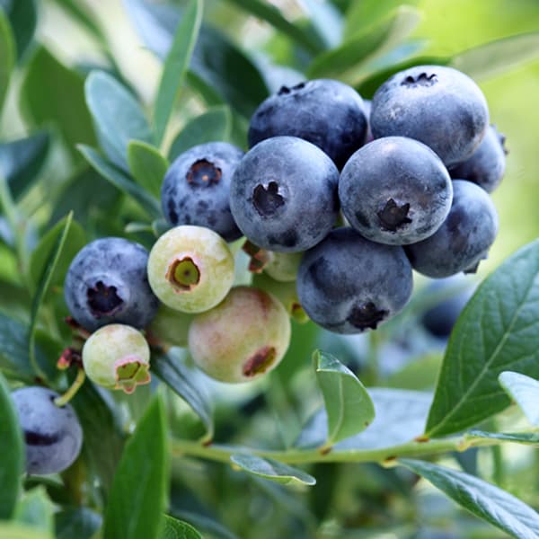 果樹の苗/[25年9月中下旬予約]ブルーベリー（サザンハイブッシュ系）：サンシャインブルー4〜5号ポット＊