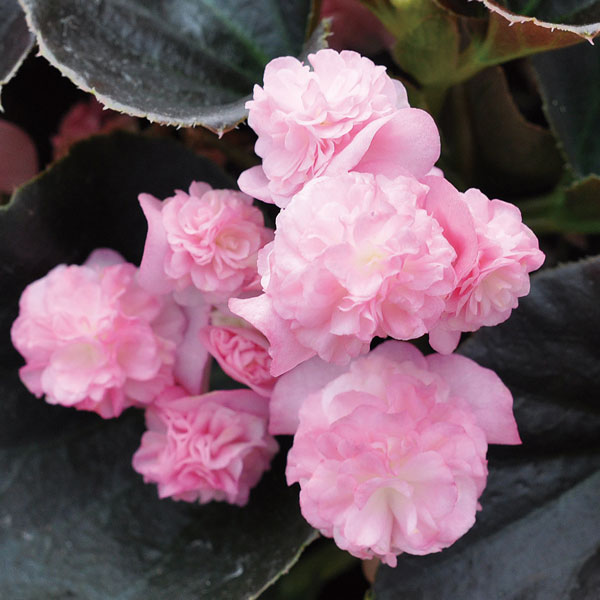 草花の苗/[26年3月中下旬予約]ベゴニア：ダブレットピ