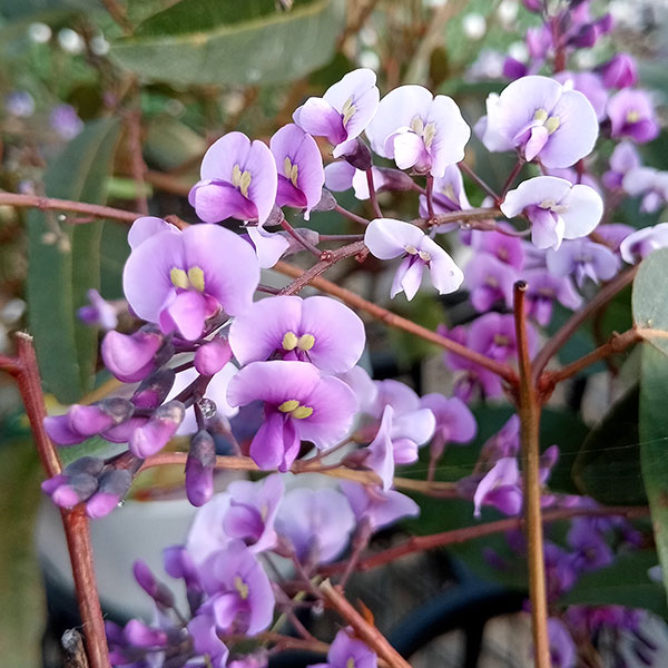 [26年1月中下旬予約]ハーデンベルギア：パープル 5号鉢植え