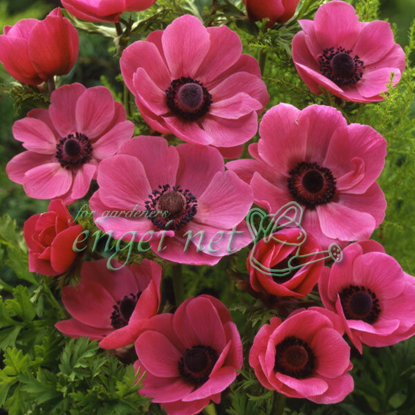 球根/[25年9月中下旬予約]アネモネ：一重咲き 桃 30ml入りのサムネイル