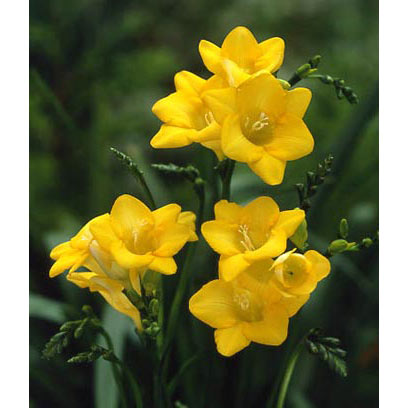 小型 秋植え球根 3〜4月開花 毎年花が咲く球根植物 花壇・鉢植え・切り花に球根/[26年9月中下旬予約]フリージア（一重咲）：黄10球入り甘い香りと鮮やかな花色が人気のフリージア。切り花の利用が一般的ですが、庭やコンテナに植えると素敵です。気品のある花は、寄せ植えの中心になります。毎年球根が増えるので、続けて楽しめるのも魅力です。一重咲きの黄色です。タイプ：アヤメ科の球根植物植え時：8月〜11月花期：3月〜4月草丈：30〜40cm栽培方法：古い土は病気の原因になるので、新しい土を使います。庭植えの場合は、アヤメ科の植物を育てたことのない場所を選びます。鉢植えは5号鉢に7球ほどが目安です。頂部が隠れる程度に土をかけます。倒伏防止と寒さよけに、芽が伸びたら増し土をし、敷き藁で防寒します。花後は花の首部から切り落とし、葉が黄色くなったら掘り上げます。土を落として日陰で半月ほど乾燥させて保存します。 ※球根の表皮が剥けていたり、細かな傷がある場合がございます。生育には支障ありませんので予めご承知おきください。■9月中旬〜9月下旬頃のお届けの予約販売です。・出荷開始予定：2026年9月中旬〜・注文締切日：2026年9月14日（月）午前7時まで・「9月中下旬予約」カテゴリ以外の商品とはご一緒にご注文いただけません。（商品名の頭に「[26年9月中下旬予約]」が付いている商品となります）・ご注文同士をおまとめすることはできません。送料はそれぞれにかかります。・お届け日のご案内は2026年9月15日（火）以降にメールにてお知らせします。お届け日指定はお受けできませんが、曜日や時間帯のご指定は承ります。（受信できるアドレスにてご注文お願いします。）・品種・作柄によりお届け時期が変更になったり、お届けできなくなる場合がございます。[26年9月中下旬予約]フリージア（一重咲）：黄10球入りの栽培ガイド秋植え球根のダブルデッカー植え球根の植付け秋植え球根【秋植え球根】植えつけ深さの目安
