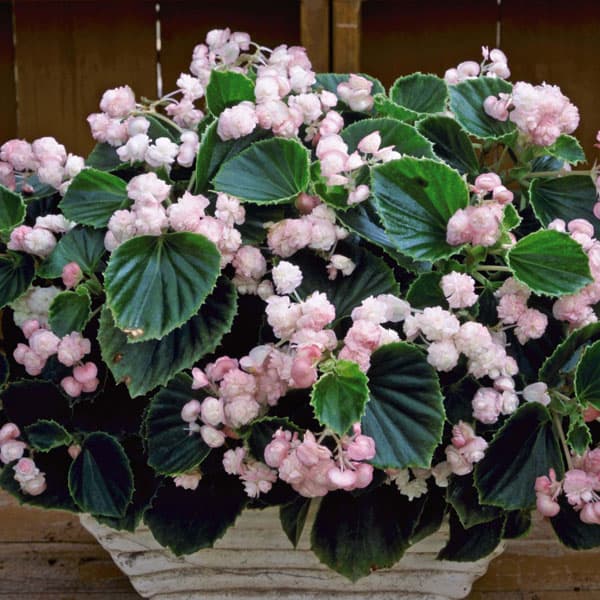 草花の苗/[26年4月上旬予約]ベゴニア：ボンボリーナ　