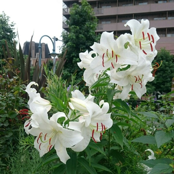 球根/[25年10月中下旬予約]ユ...