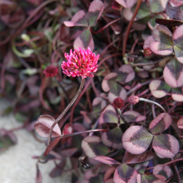 草花の苗/[25年9月中下旬予約]...