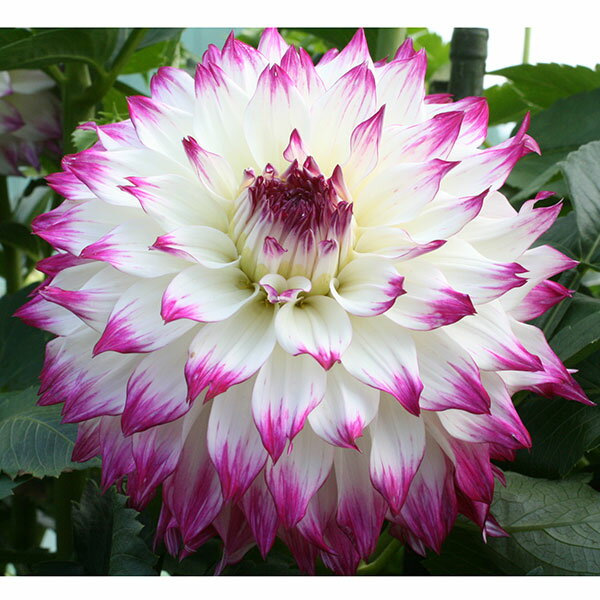 球根/[26年3月中下旬予約]ダリアの球根：（中大輪）ウェディングマーチ1球