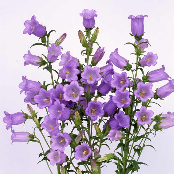 草花の苗/[26年9月中下旬予約]...
