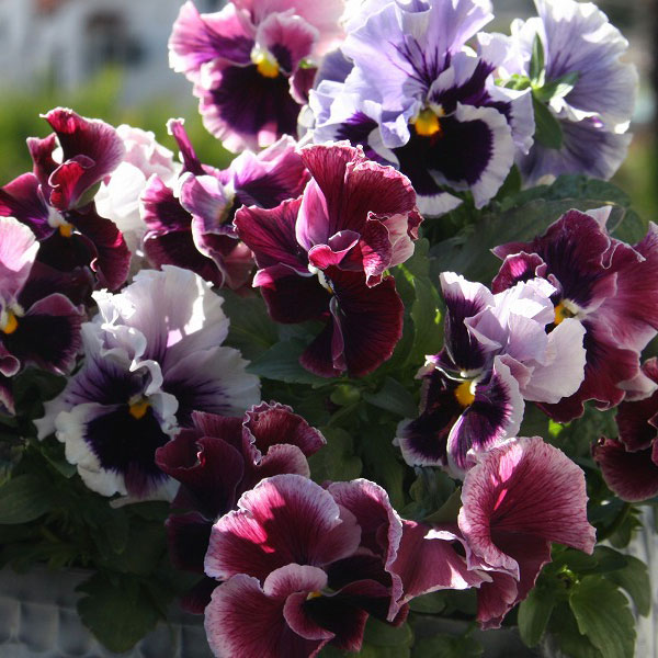 草花の苗/[26年1月中下旬予約]パンジー：ムーランフリルトリコロールルージュローズ3.5号ポット3株セット