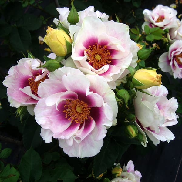 バラの苗/[26年1月中下旬予約]四季咲中輪バラ：アイズ・フォー・ユー大苗