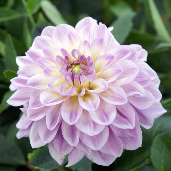 �庬/[26ǯ3���沼��ͽ��]���ꥢ����ƥ�1������