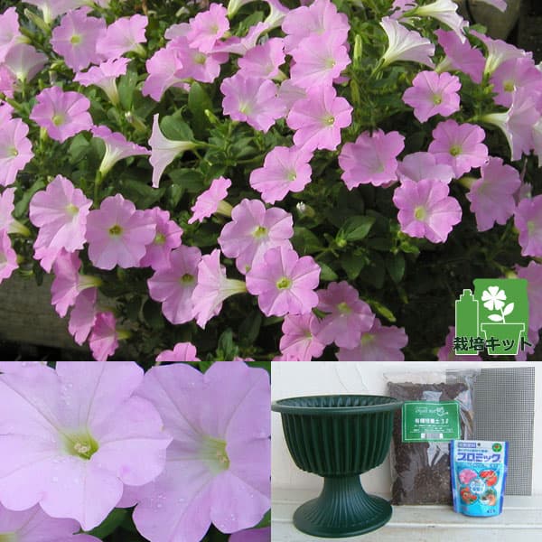 草花の苗/[26年3月中下旬予約]ランドスケープペチュニア：さくらさくらと鉢と土と苗のセット