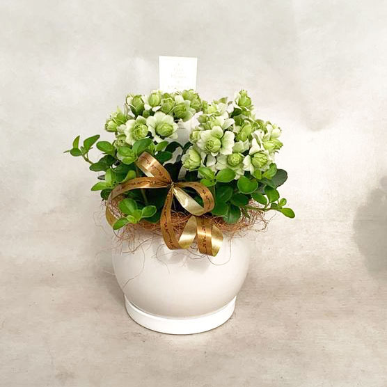 [26年2月中下旬予約]カランコエ：クイーンモアフラワーズ パリと観葉の寄せ植え5号鉢植え