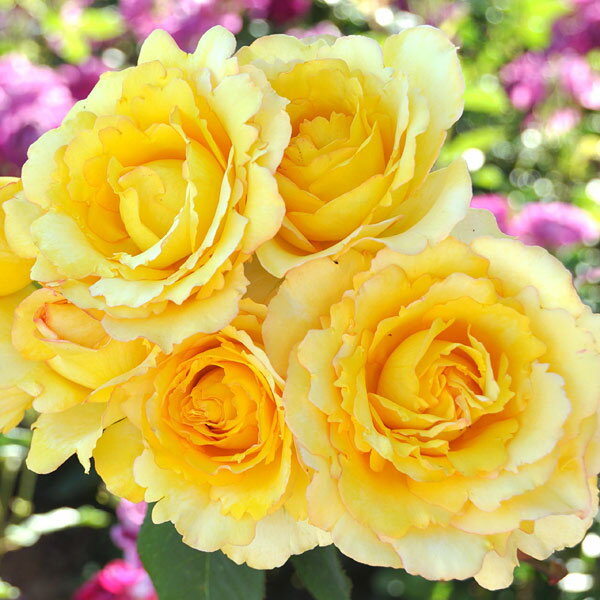 バラの苗/[26年1月中下旬予約]ドリュ：ヴァンデ・グローブ大苗6号角鉢植え