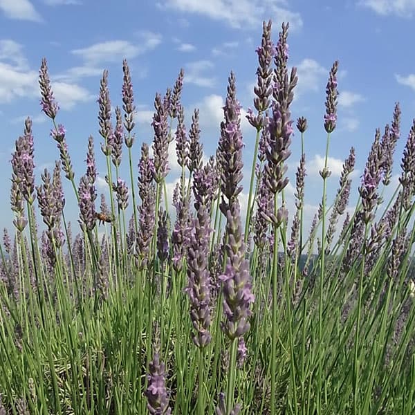 [26年3月中下旬予約]ラベンダー：グロッソ5号鉢植え