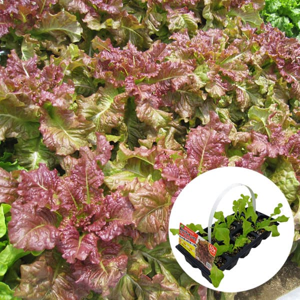 野菜の苗/[26年3月中下旬予約]おくだけ摘みとりサンチュレタス：デニーズレッドの苗10連パック（10株分）