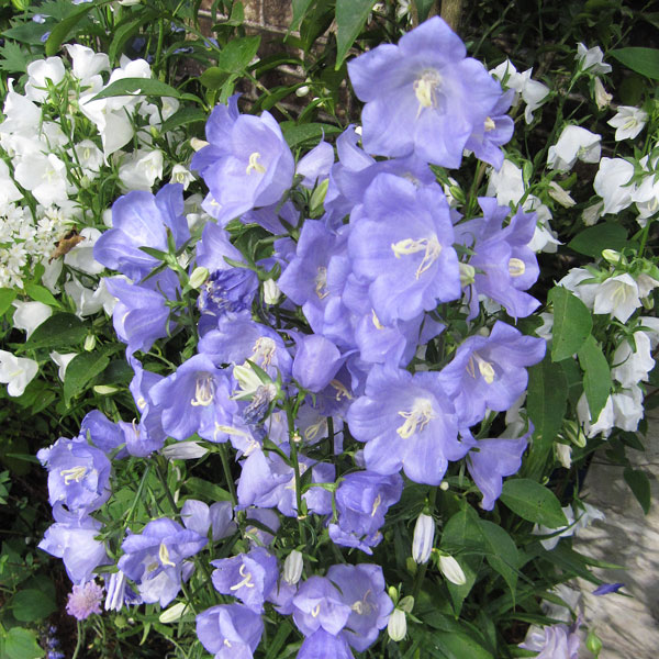 草花の苗/[26年9月中下旬予約]...