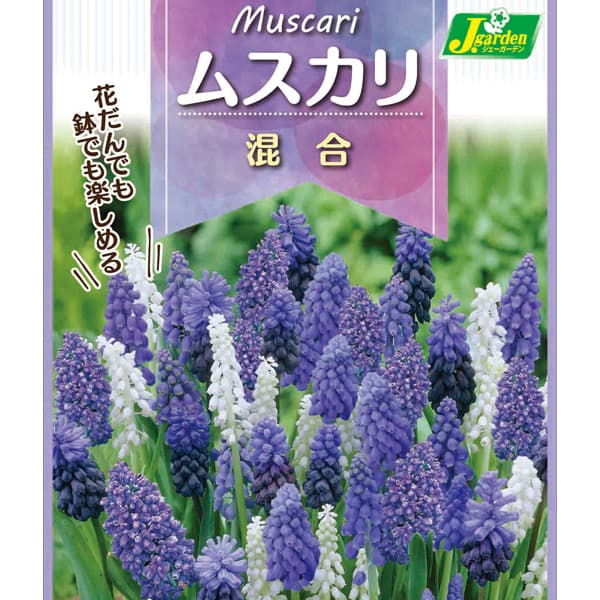 小型 秋植え球根球根/[26年9月中下旬予約]ムスカリ：混合10球入り耐寒性が強く、春のガーデニングには欠かせない花。まとめて植えてじゅうたんのように咲かせたり、チューリップやヒヤシンスとの寄せ植えにもぴったりです。こちらはいろいろなタイプのムスカリの球根をミックスした袋詰めです。植え時：9〜12月花期：3〜4月草丈：10〜15cm 栽培方法：日当たりと水はけの良い、砂質の場所を好みます。苦土石灰を施し、化成肥料を元肥にして5cm平方に1球を目安に植え、3cmほど土をかぶせます。密植気味に植えるのがコツです。性質はいたって強く、2，3年植え放しでも毎年増えて咲きますが、葉が早く出て姿が乱れます。葉が枯れたら掘り上げて網袋に入れ、涼しい場所に保存し、11月ころ植えるほうが良いでしょう。写真は開花時のイメージです。※球根の表皮が剥けていたり、細かな傷がある場合がございます。生育には支障ありませんので予めご承知おきください。■9月中旬〜9月下旬頃のお届けの予約販売です。・出荷開始予定：2026年9月中旬〜・注文締切日：2026年9月14日（月）午前7時まで・「9月中下旬予約」カテゴリ以外の商品とはご一緒にご注文いただけません。（商品名の頭に「[26年9月中下旬予約]」が付いている商品となります）・ご注文同士をおまとめすることはできません。送料はそれぞれにかかります。・お届け日のご案内は2026年9月15日（火）以降にメールにてお知らせします。お届け日指定はお受けできませんが、曜日や時間帯のご指定は承ります。（受信できるアドレスにてご注文お願いします。）・品種・作柄によりお届け時期が変更になったり、お届けできなくなる場合がございます。[26年9月中下旬予約]ムスカリ：混合10球入りの栽培ガイドチューリップの球根の植えつけ方法秋植え球根のダブルデッカー植え小球根のネット植え球根の植付け秋植え球根【秋植え球根】植えつけ深さの目安