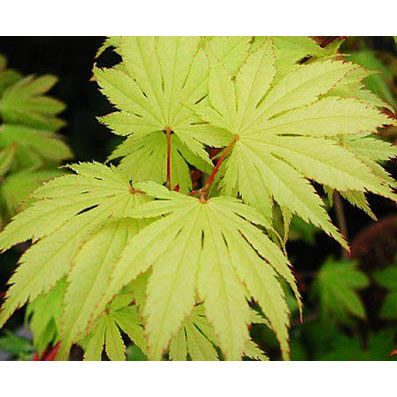 花木 庭木の苗/[26年3月