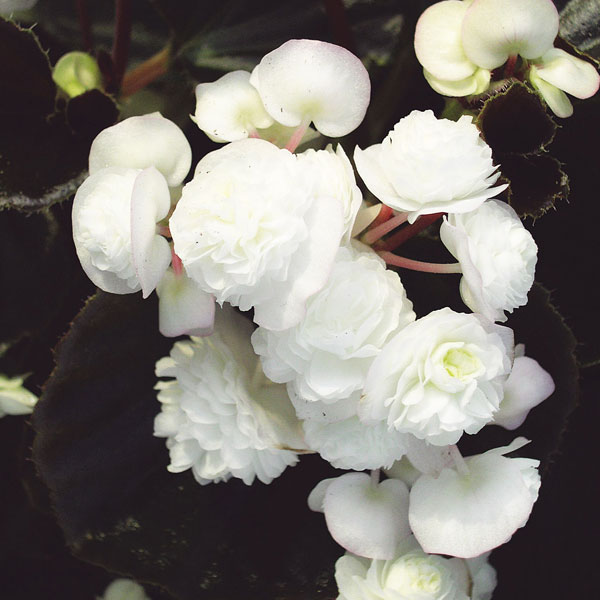 草花の苗/[26年3月中下旬予約]ベゴニア：ダブレットホ