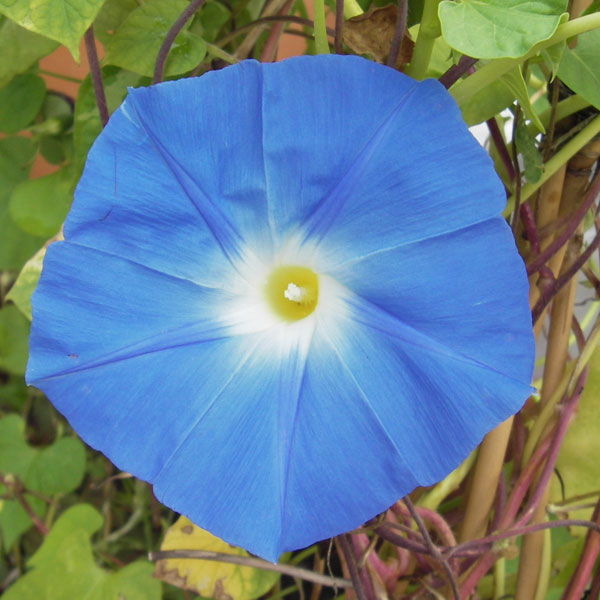 草花の苗/[26年4月下旬予約]アサガオ（イポメア）：西洋朝顔ヘブンリーブルー2.5号ポット