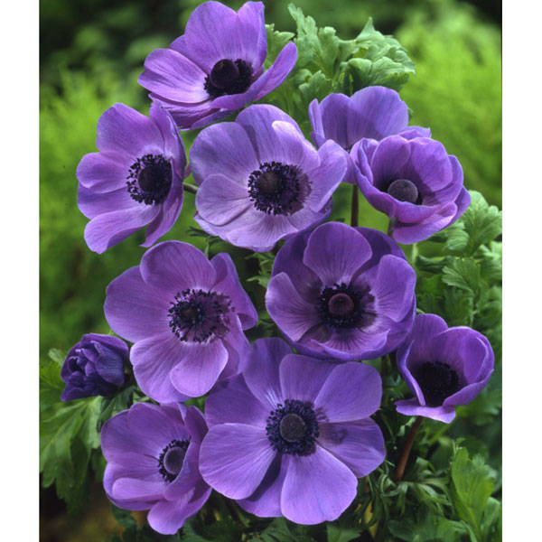 球根/[25年9月中下旬予約]アネモネ：一重咲き 紫 30ml入りのサムネイル