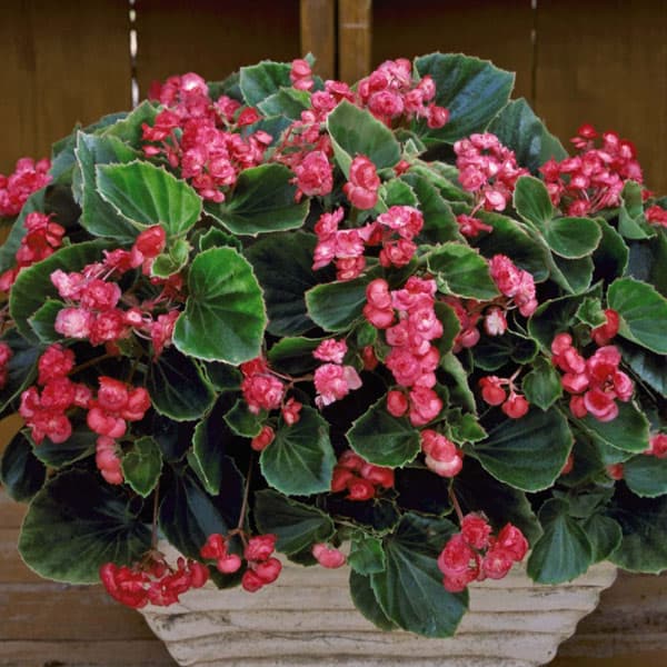 草花の苗/[26年4月上旬予約]ベゴニア：ボンボリーナ チェリーレッド3号ポット