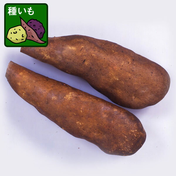 野菜の苗/[26年3月中下旬予約]長芋（ながいも）の種芋：げんこつ次郎2球入り